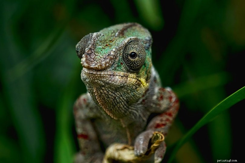 Cítí chameleoni jako domácí mazlíčci?