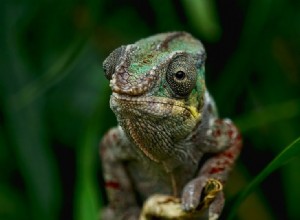 Cítí chameleoni jako domácí mazlíčci?