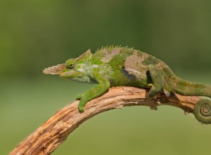 Kde žijí chameleoni?