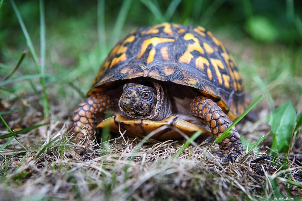 Eastern Box Turtles te koop:fokkerslijst 2022 in de VS