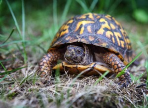Eastern Box Turtles For Sale:2022 미국 종축 목록