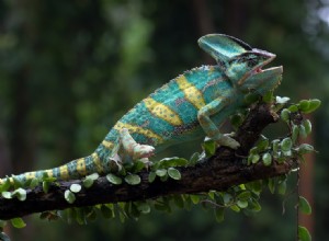 Zívají chameleoni? Proč mají ústa otevřená?