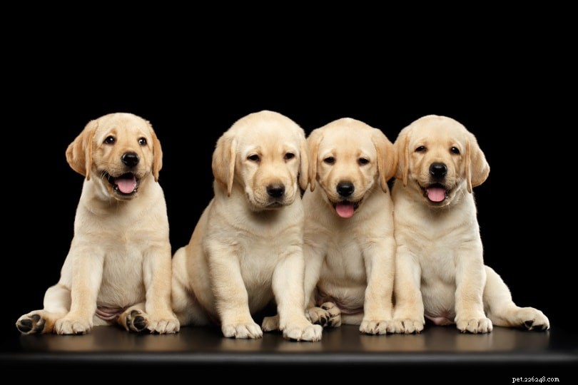 플로리다에서 판매되는 래브라도 리트리버 강아지:2022년 사육자 목록