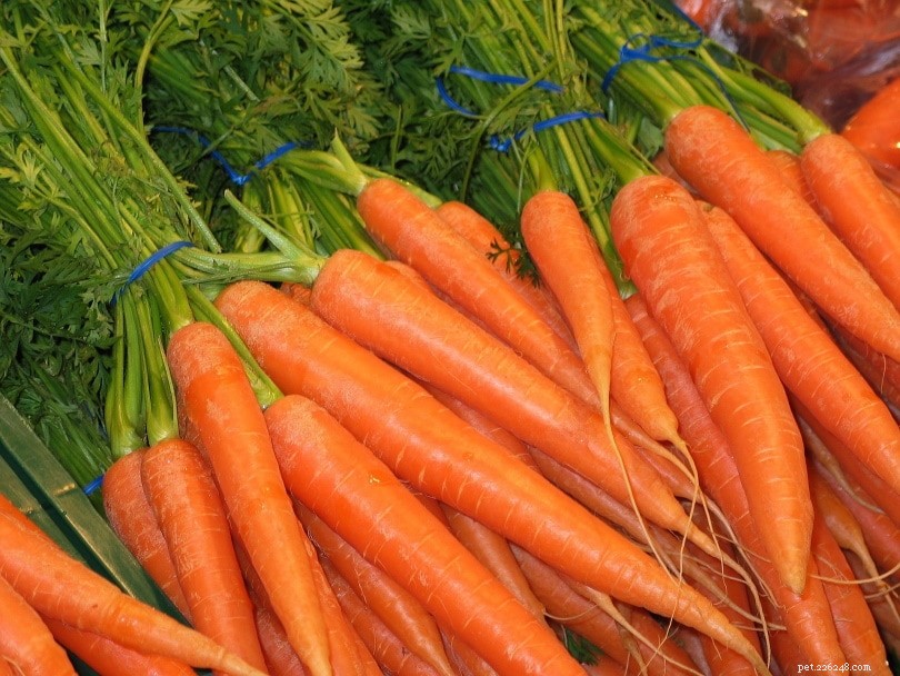Kan igelkottar äta morötter?