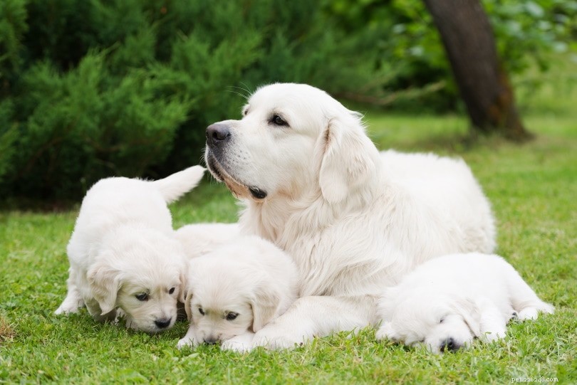 Hoeveel puppy s hebben golden retrievers? (Gemiddelde en maximale nestgrootte)