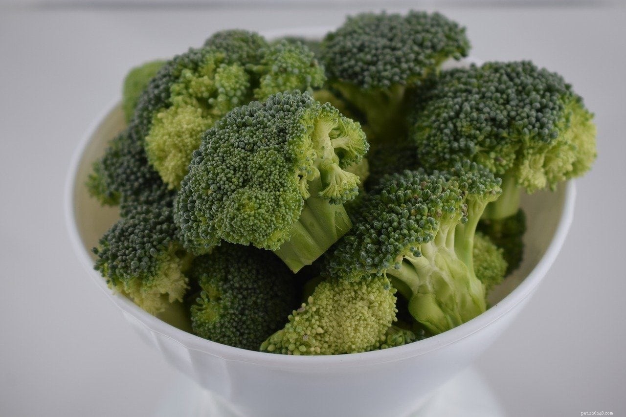 Můžou činčily jíst brokolici? Co potřebujete vědět!