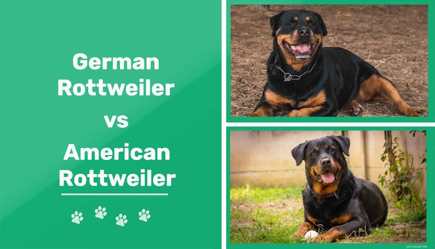 Tysk vs. amerikansk rottweiler:Vad är skillnaderna?