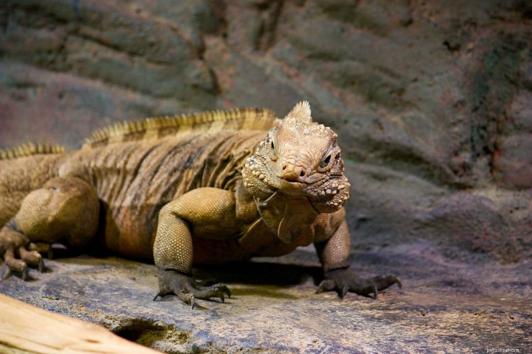 As iguanas são perigosas? O que você precisa saber