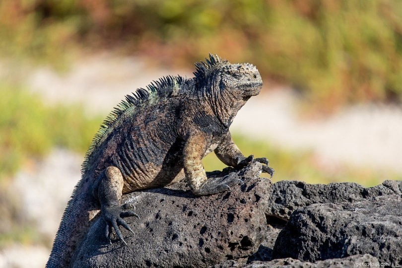 As iguanas são venenosas? O que você precisa saber!