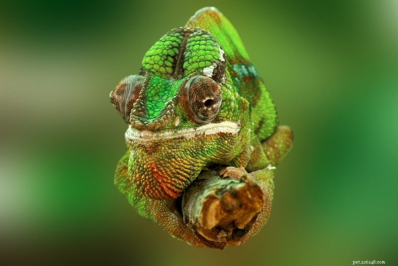 Jsou chameleoni jedovatí?