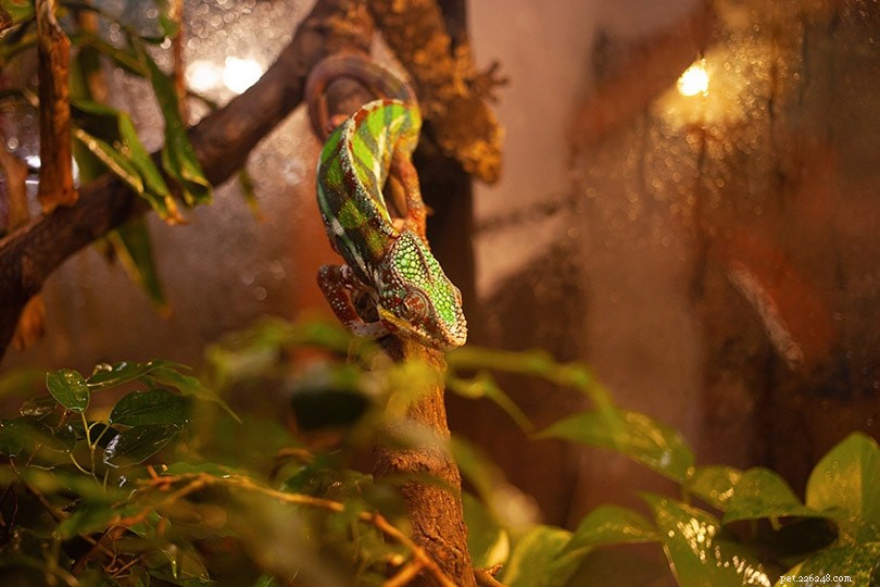 I camaleonti hanno bisogno di lampade termiche?