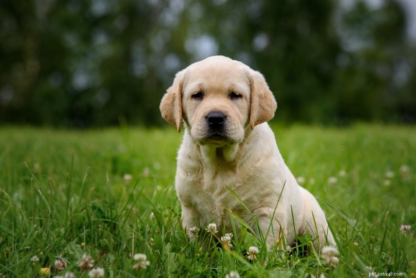 Labrador Retriever-puppy s te koop in Indiana:fokkerslijst 2022