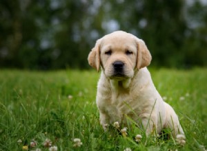 Štěňata labradorského retrívra na prodej v Indianě:Seznam chovatelů 2022