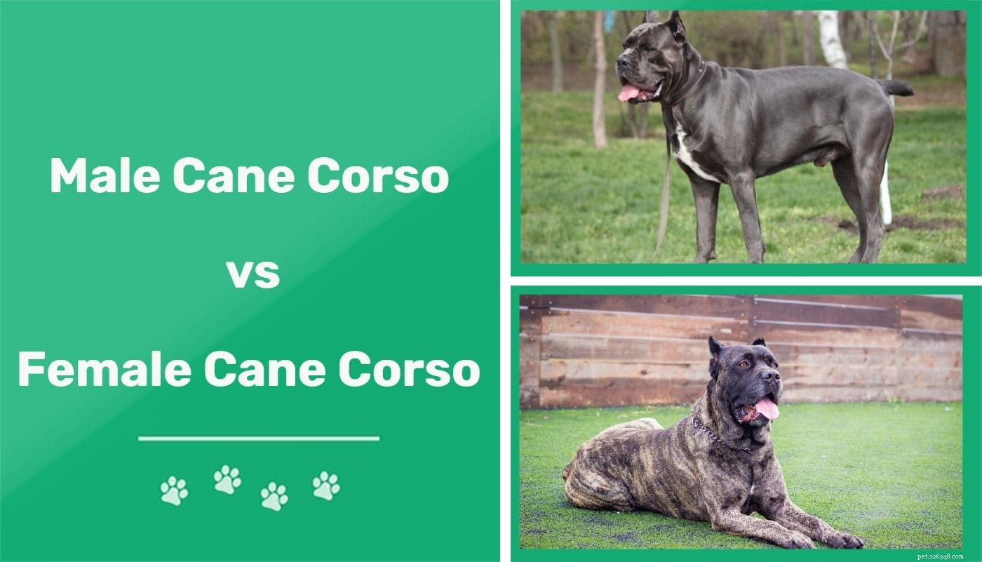 Man versus vrouw Cane Corso:wat is het verschil?