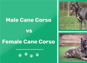 Muž vs. žena Cane Corso:Jaký je rozdíl?