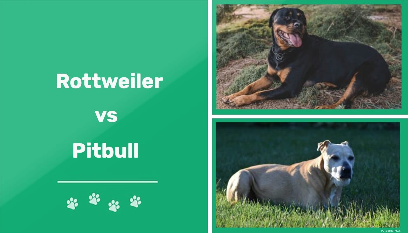 Rottweiler vs Pit Bull:wat is het verschil?