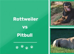 Rottweiler vs Pit Bull:Jaký je rozdíl?