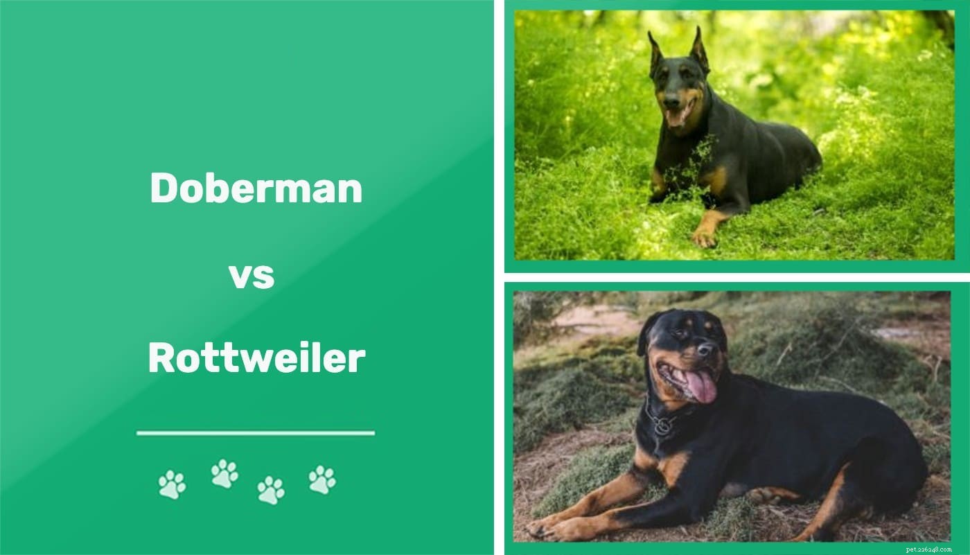 Doberman vs Rottweiler:Vad är skillnaden?