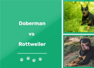 Dobrman vs Rotvajler:Jaký je rozdíl?