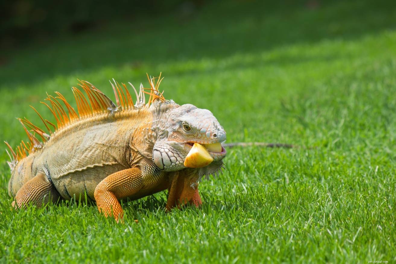 As iguanas podem comer maçãs? O que você precisa saber!