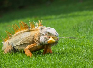 Mohou leguáni jíst jablka? Co potřebujete vědět!