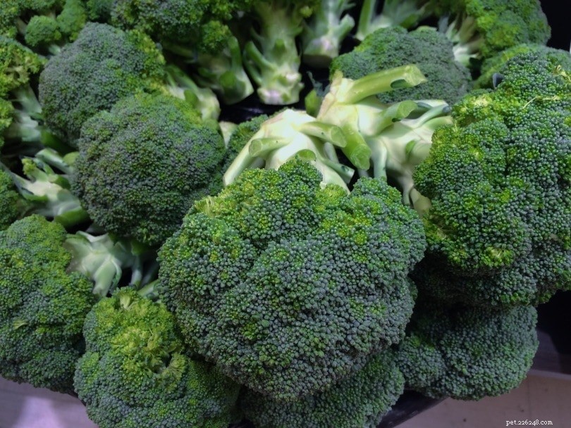 Můžou leguáni jíst brokolici? Co potřebujete vědět!