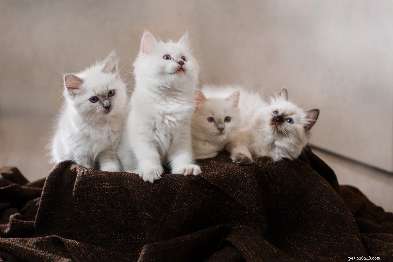 Ragdoll-kattungar till salu i Indiana:Breeders List 2022