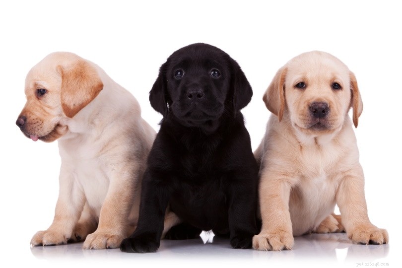 Labrador Retriever-puppy s te koop in Kansas:fokkerslijst 2022