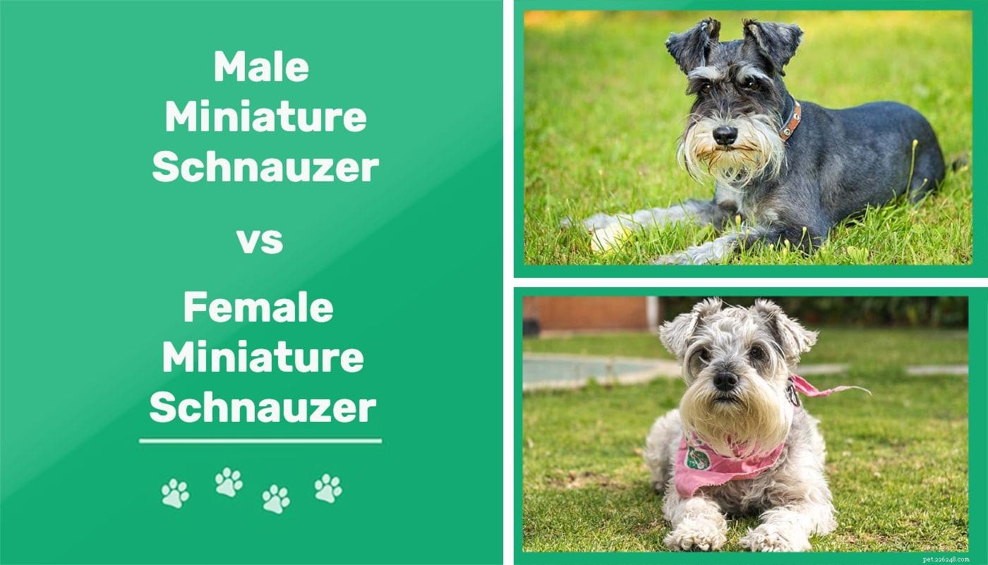 Schnauzer nano maschio vs Schnauzer miniatura femmina:qual è la differenza
