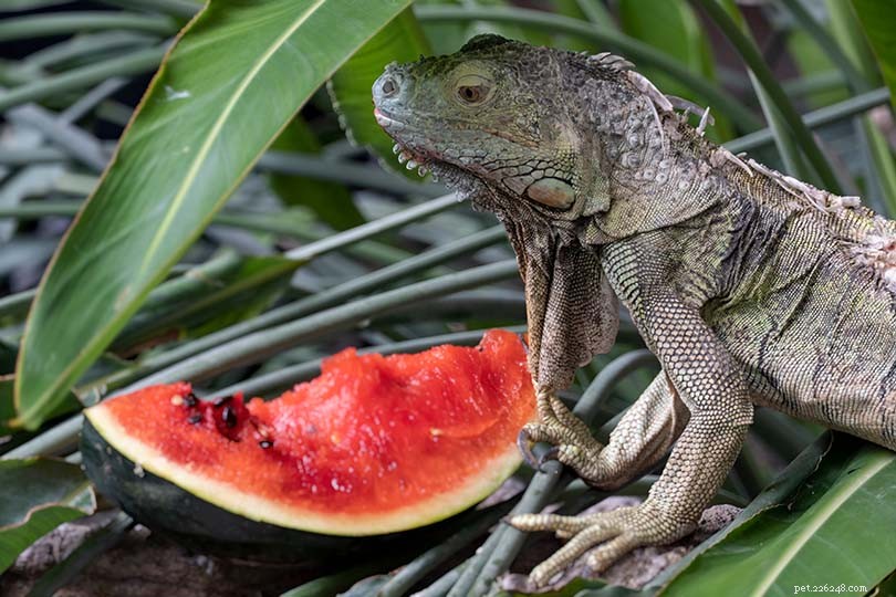 As iguanas podem comer melancia? O que você precisa saber!