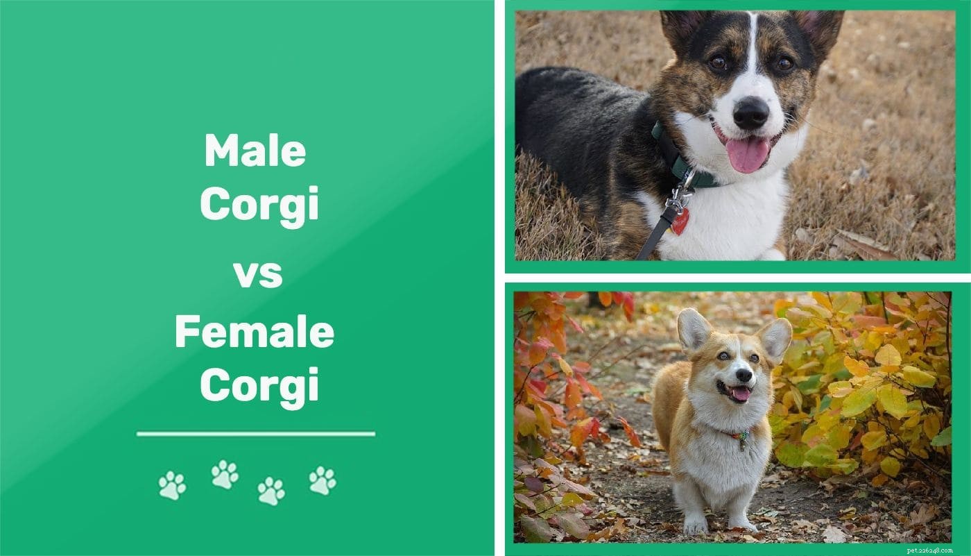Manliga vs kvinnliga Corgis:Vad är skillnaderna