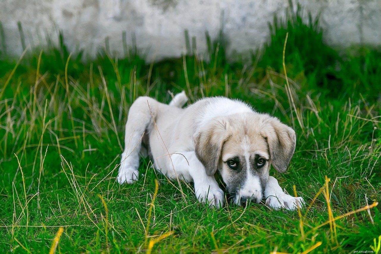 Motivi comuni per la diarrea nei cuccioli e cosa fare (risposta veterinaria)