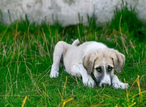 Běžné důvody průjmu u štěňat a co dělat (odpověď veterináře)