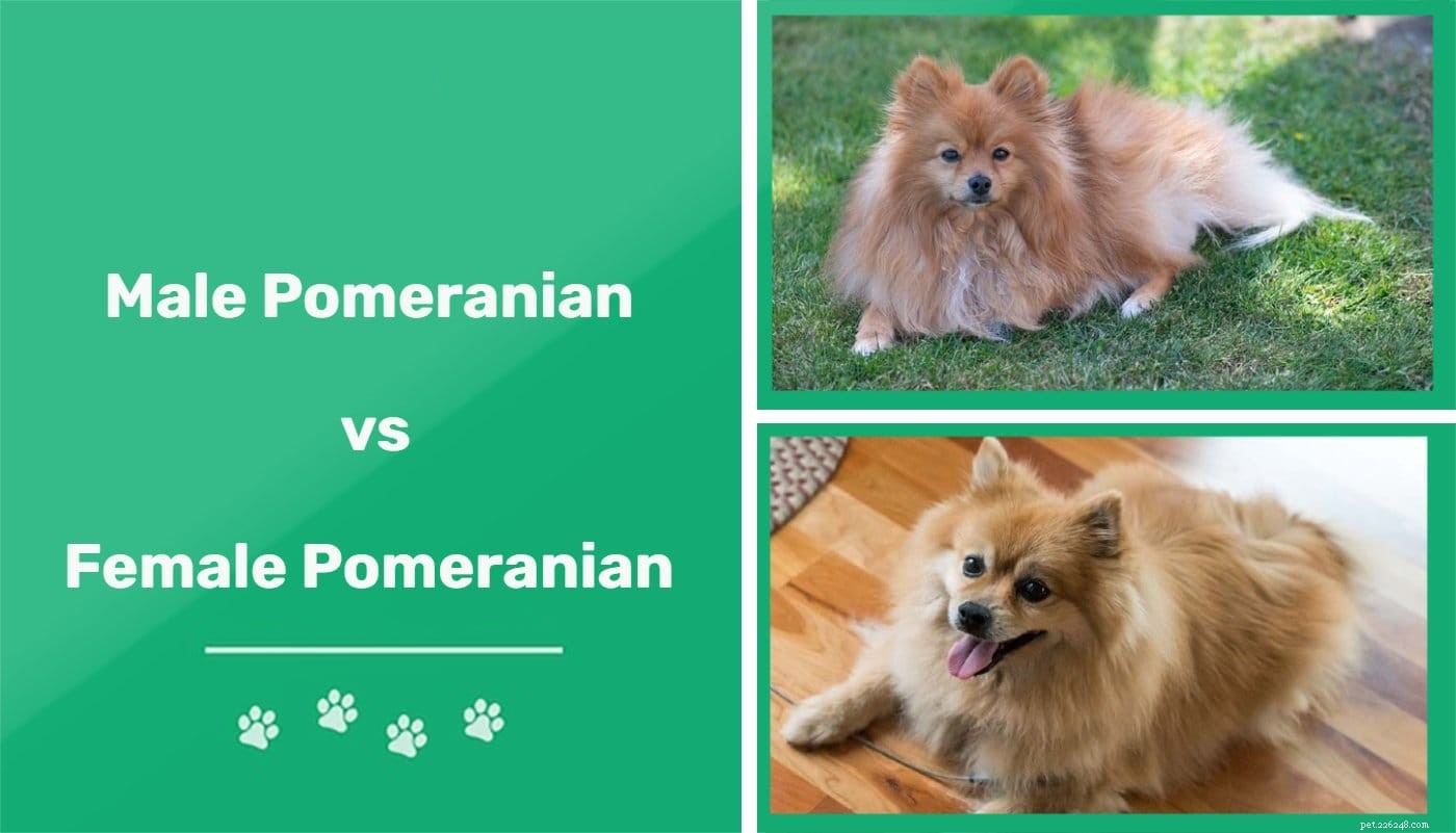 Pomeraniani maschi e femmine:quali sono le differenze?