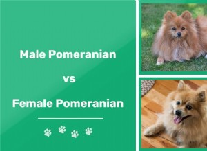 Muž vs samice pomeranianů:Jaké jsou rozdíly?