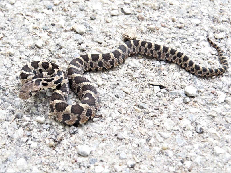 오하이오에서 19마리의 뱀 발견