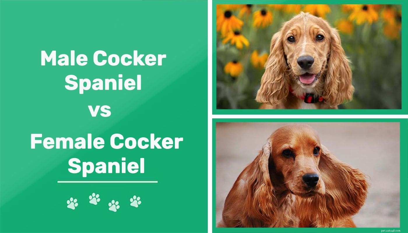 Cocker Spaniel maschi e femmine:quali sono le differenze?