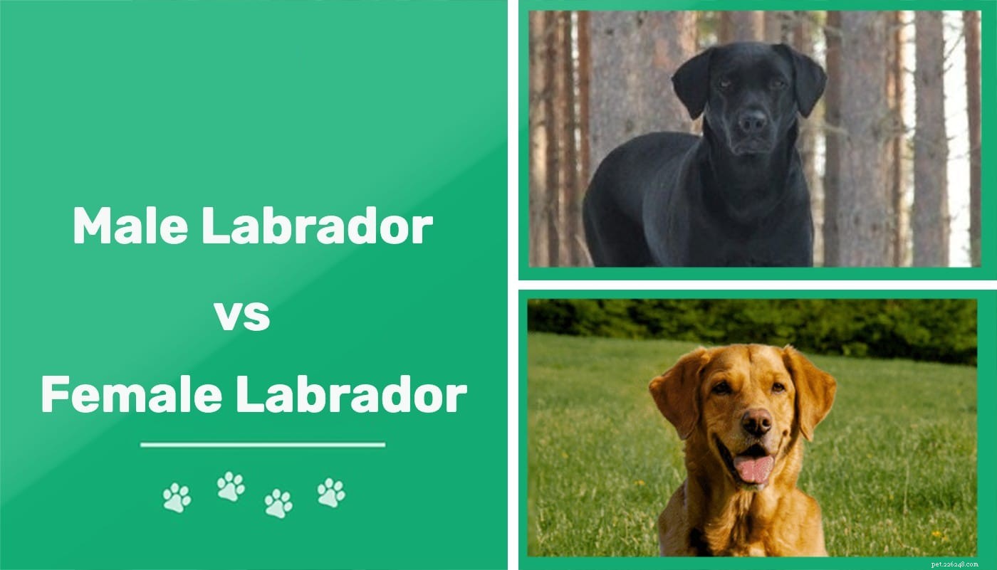 Manlig labrador vs kvinnlig labrador:Vad är skillnaden?
