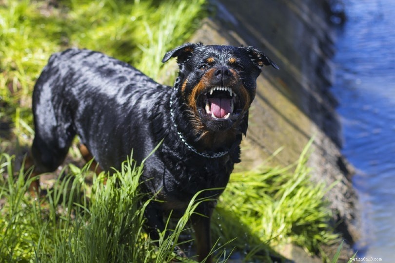 Os Rottweilers são perigosos? (O que os dados dizem)