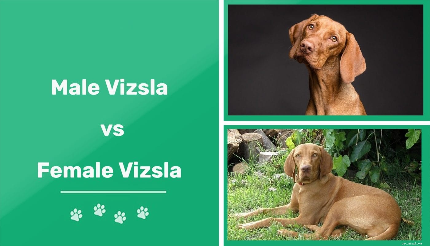Man versus vrouw Vizslas:wat zijn de verschillen?