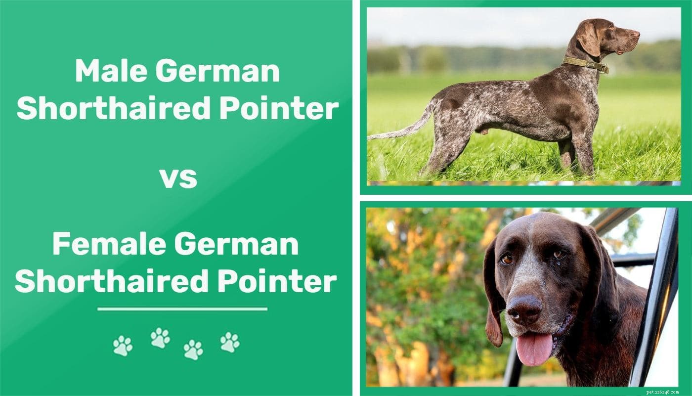 Man versus vrouwelijke Duitse kortharige pointers:wat zijn de verschillen?