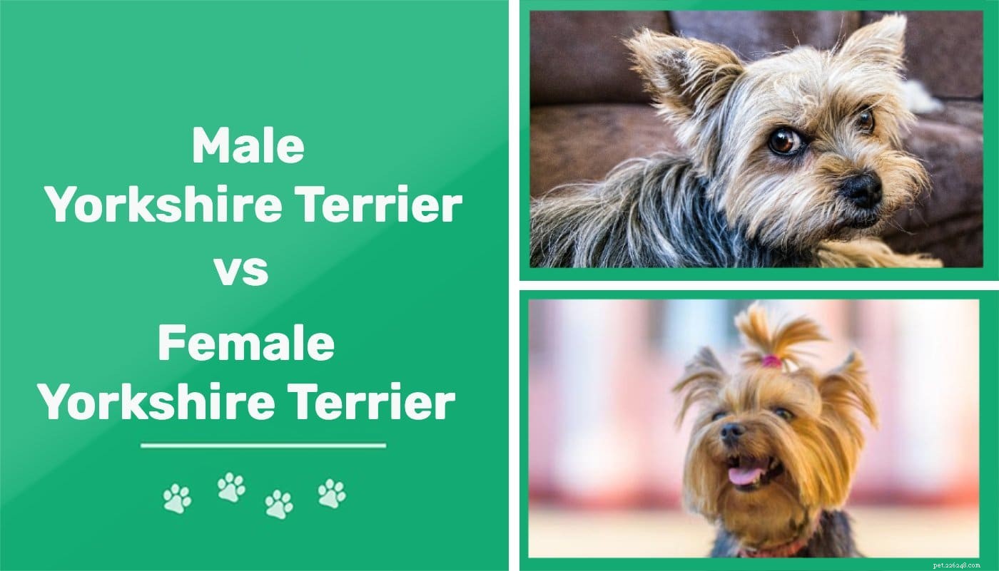 Yorkshire Terrier macho x Yorkshire Terrier fêmea:quais são as diferenças?