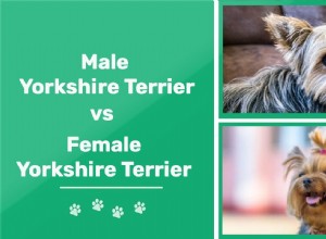 Samec jorkšírského teriéra vs samice jorkšírského teriéra:Jaké jsou rozdíly?