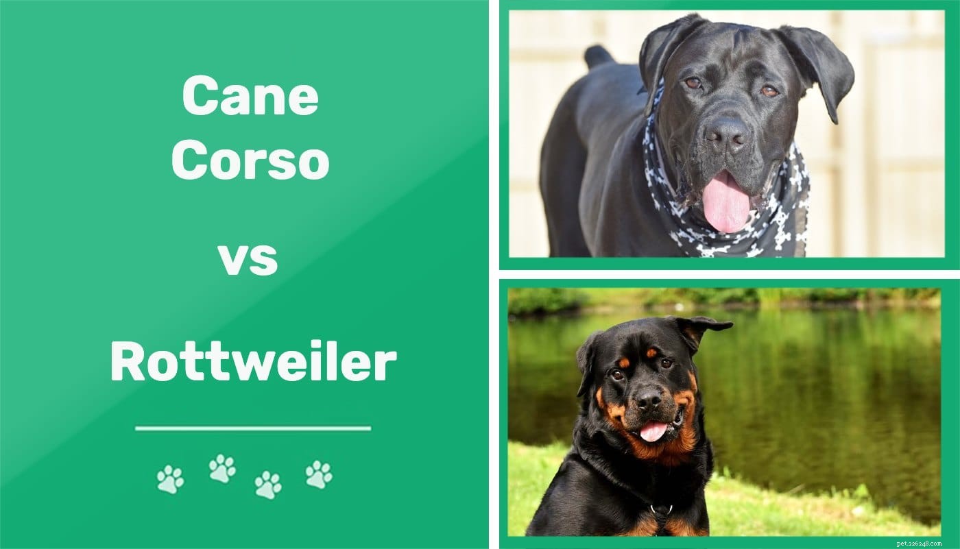 Cane Corso 대 Rottweiler:무엇을 선택해야 합니까?