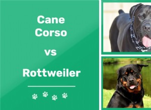 Cane Corso 대 Rottweiler:무엇을 선택해야 합니까?