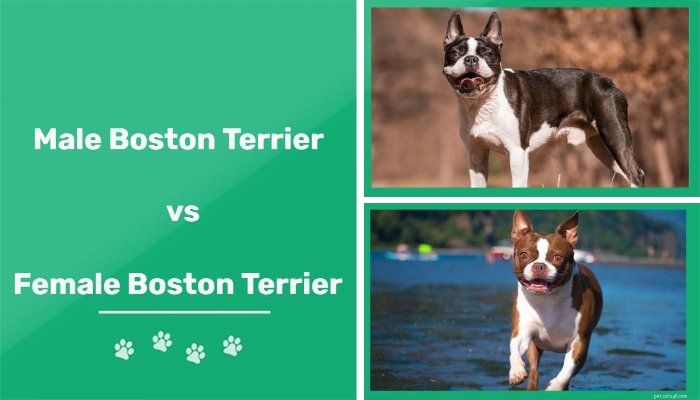 Boston Terriers machos e fêmeas:quais são as diferenças?