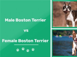 Bostonští teriéři vs. samice:Jaké jsou rozdíly?