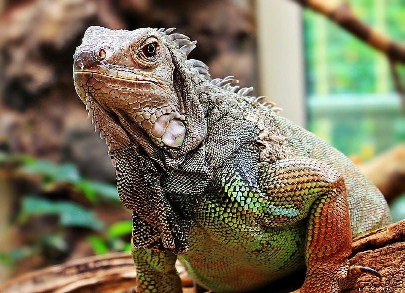 As iguanas estão ameaçadas de extinção?