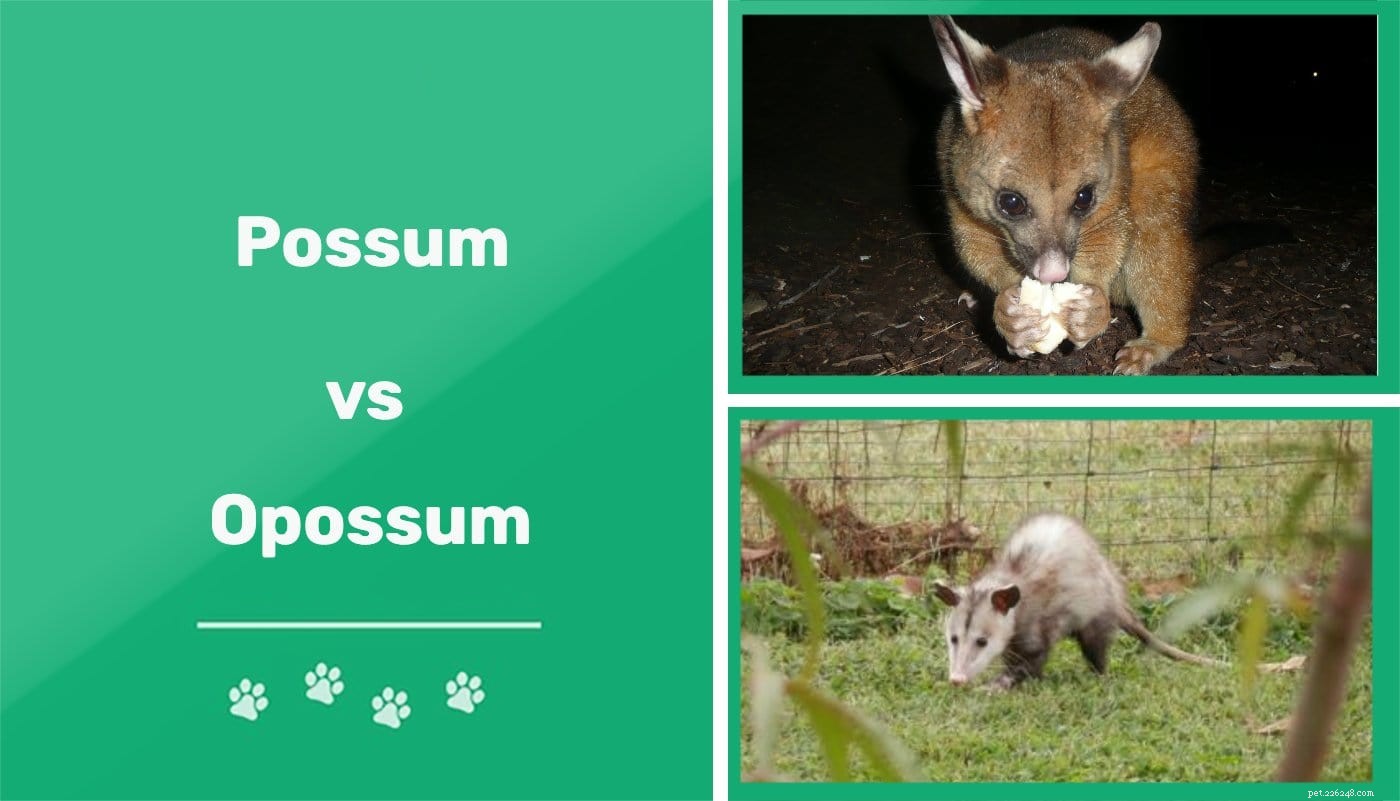Opossum contre Opossum :quelle est la différence ? (avec photos)
