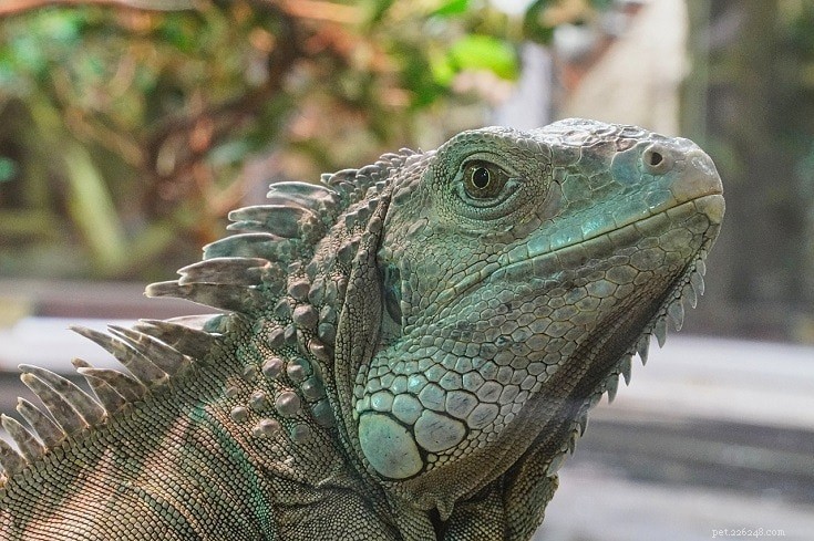 As iguanas podem comer coentro? O que você precisa saber!